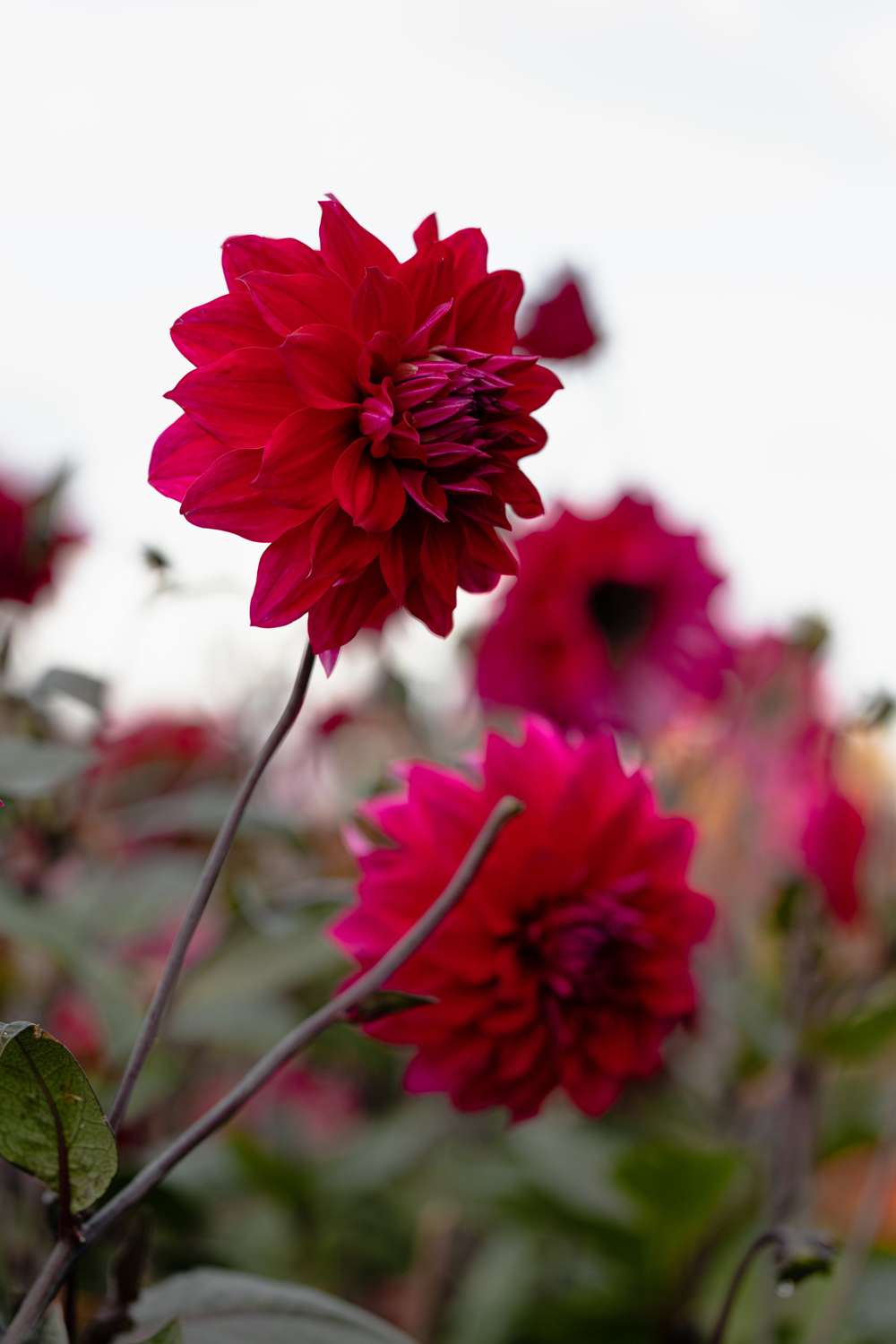 Dahlia 'Engelhardts Matador'